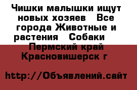   Чишки-малышки ищут новых хозяев - Все города Животные и растения » Собаки   . Пермский край,Красновишерск г.